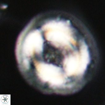 Cruciplacolithus staurion VR 30948