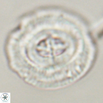 Cruciplacolithus staurion VR 30954