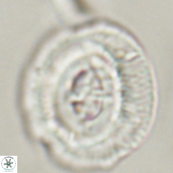 Cruciplacolithus staurion VR 30956