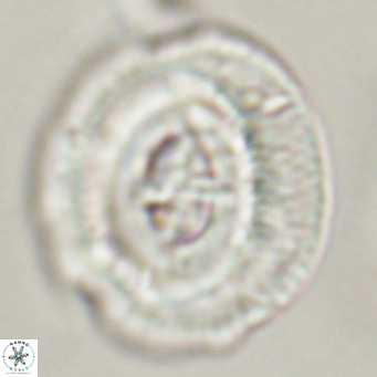Cruciplacolithus staurion VR 30957