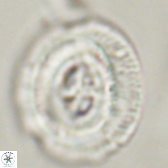 Cruciplacolithus staurion VR 30959