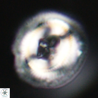 Cruciplacolithus staurion VR 30950
