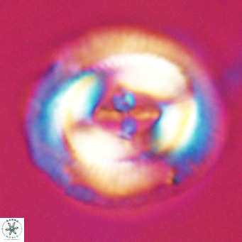 Cruciplacolithus staurion VR 30952
