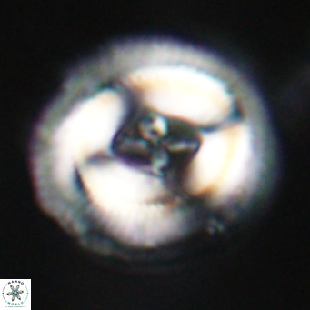 Cruciplacolithus staurion VR 30953