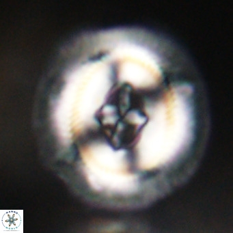 Cruciplacolithus staurion VR 30967