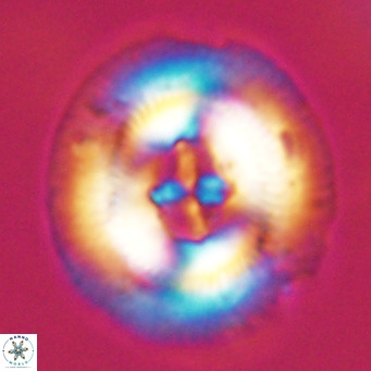 Cruciplacolithus staurion VR 30969