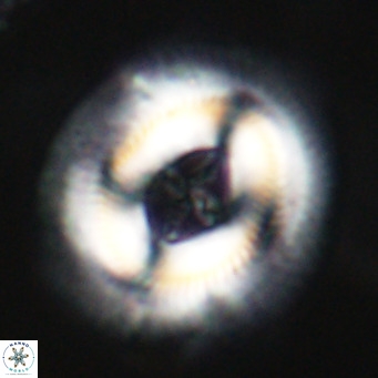 Cruciplacolithus staurion VR 30974