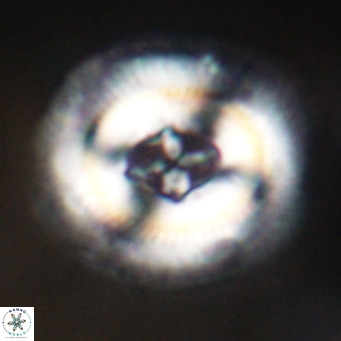 Cruciplacolithus staurion VR 30975