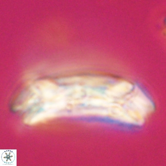 Cruciplacolithus staurion VR 30978