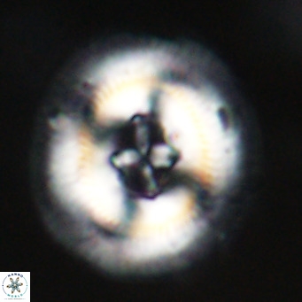 Cruciplacolithus staurion VR 30970
