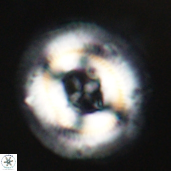 Cruciplacolithus staurion VR 30971