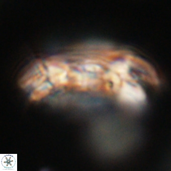 Cruciplacolithus staurion VR 30984