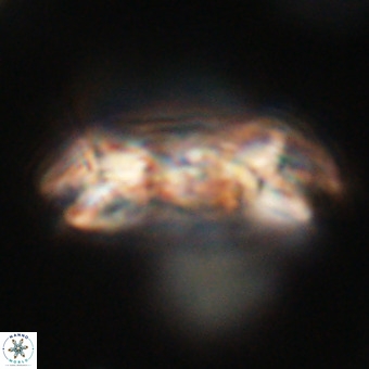 Cruciplacolithus staurion VR 30985