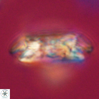 Cruciplacolithus staurion VR 30986