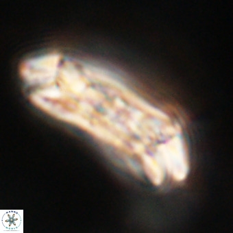 Cruciplacolithus staurion VR 30988