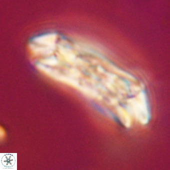 Cruciplacolithus staurion VR 30989