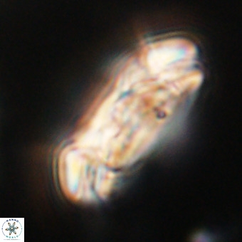 Cruciplacolithus staurion VR 30980