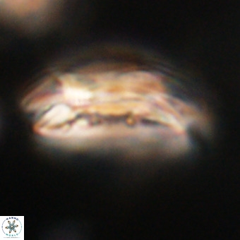 Cruciplacolithus staurion VR 30983