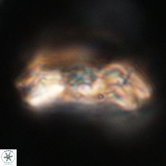 Cruciplacolithus staurion VR 30991
