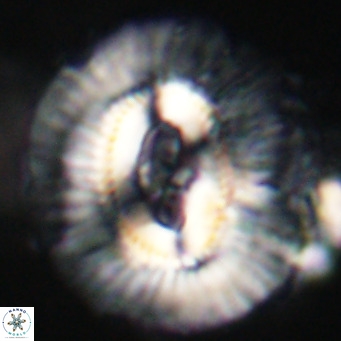 Cruciplacolithus staurion VR 31109