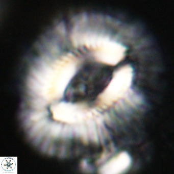 Cruciplacolithus staurion VR 31114