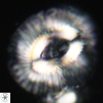 Cruciplacolithus staurion VR 31115