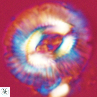 Cruciplacolithus staurion VR 31116