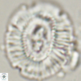 Cruciplacolithus staurion VR 31118
