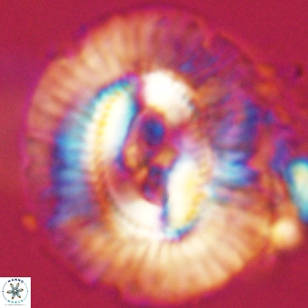 Cruciplacolithus staurion VR 31110