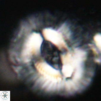 Cruciplacolithus staurion VR 31111
