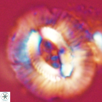 Cruciplacolithus staurion VR 31112
