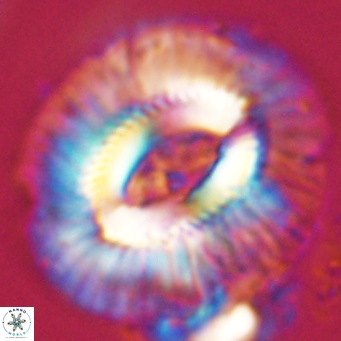 Cruciplacolithus staurion VR 31113