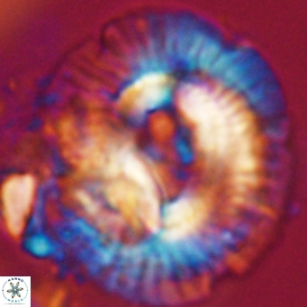 Cruciplacolithus staurion VR 31126