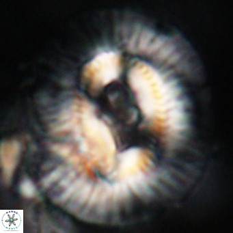 Cruciplacolithus staurion VR 31127
