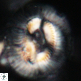 Cruciplacolithus staurion VR 31128