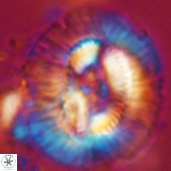 Cruciplacolithus staurion VR 31129