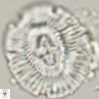 Cruciplacolithus staurion VR 31120