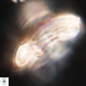 Cruciplacolithus staurion VR 31137