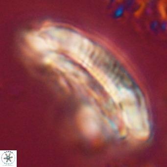 Cruciplacolithus staurion VR 31138