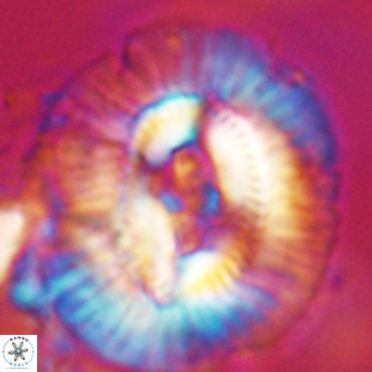 Cruciplacolithus staurion VR 31130