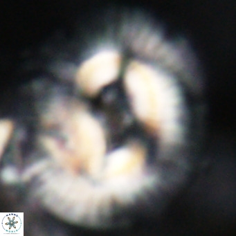 Cruciplacolithus staurion VR 31131