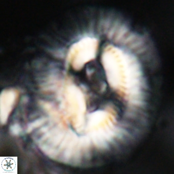 Cruciplacolithus staurion VR 31132