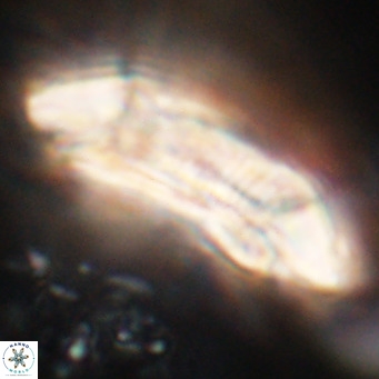Cruciplacolithus staurion VR 31133