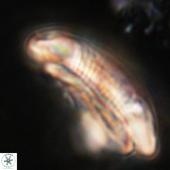 Cruciplacolithus staurion VR 31140