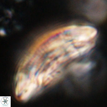 Cruciplacolithus staurion VR 31141