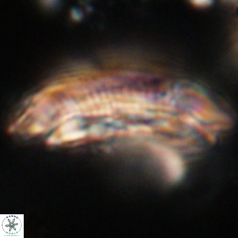 Cruciplacolithus staurion VR 31143