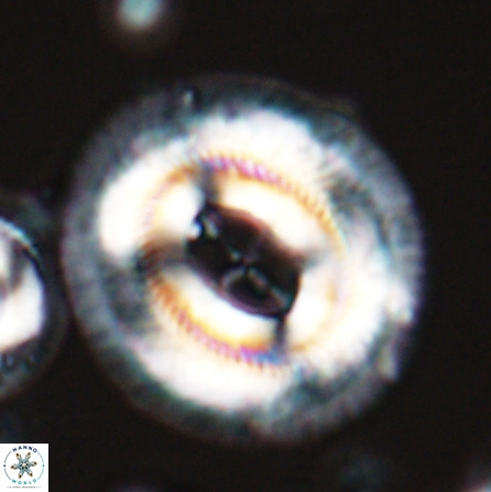 Cruciplacolithus staurion 25884