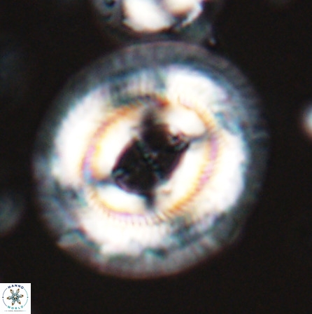 Cruciplacolithus staurion 25886