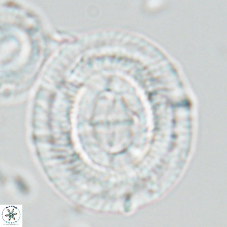 Cruciplacolithus staurion 25887
