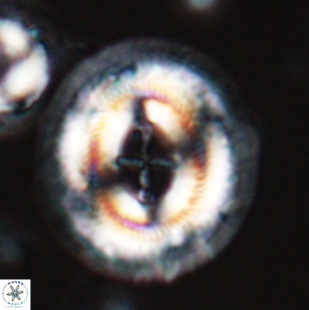 Cruciplacolithus staurion 25882